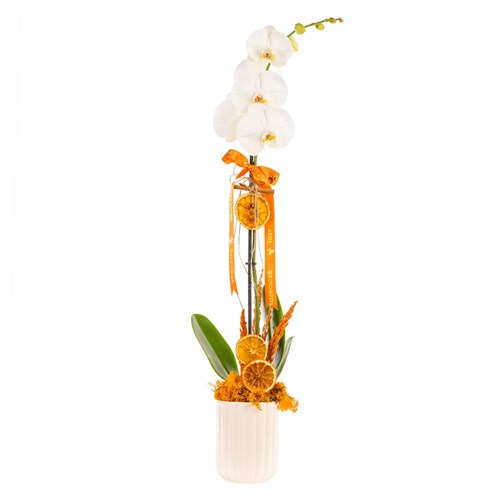 Beyaz Orkide Çift  Dal