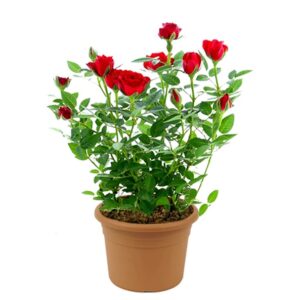 Saksıda Mini Gül Bahçesi