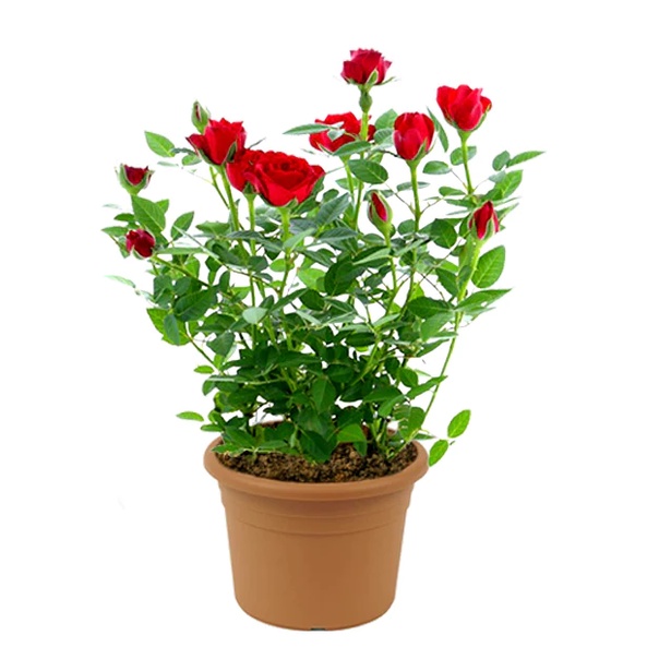 Saksıda Mini Gül Bahçesi