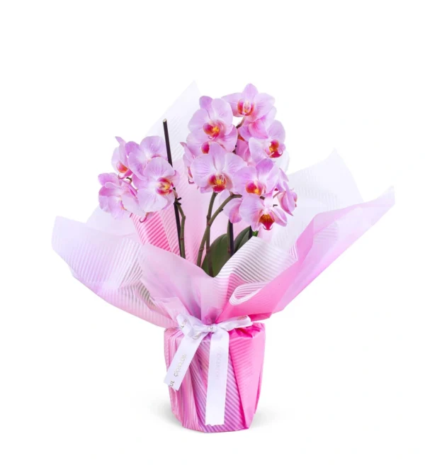 Pembe Orkide İkili